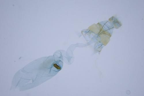Depressaria albipunctella
